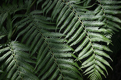 Katoomba. After descending the Giant Staircase you can adore giant ferns.