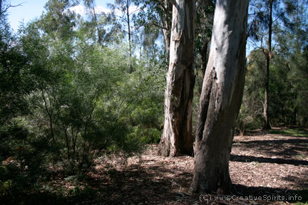 Aboriginal scarred trees in Parramatta Park.