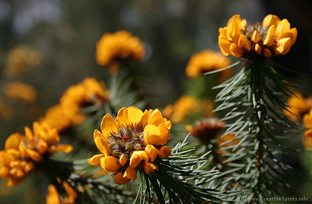 A yellow flower.