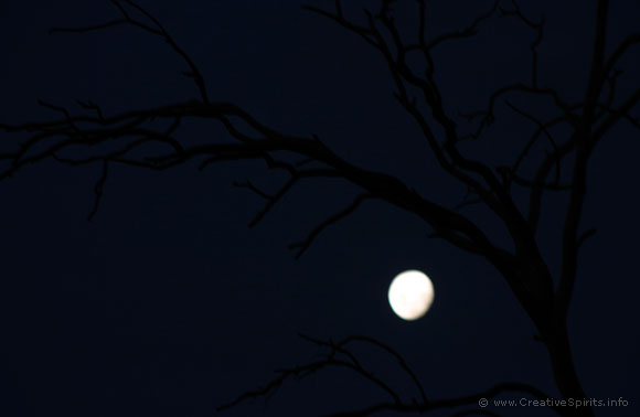 Leafless tree against a bright moon.