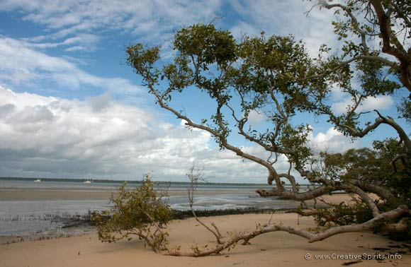 Mangroves at the beach.