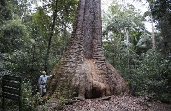 A giant bloodwood tree