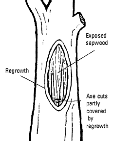 Scarred tree identification characteristics.