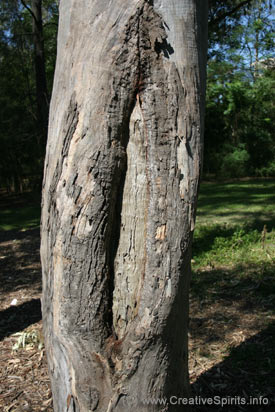 An Aboriginal scarred tree showing a big gap in its bark.