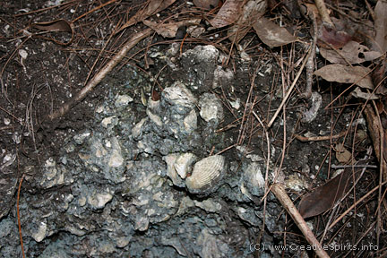 Cockle Shell in Aboriginal midden