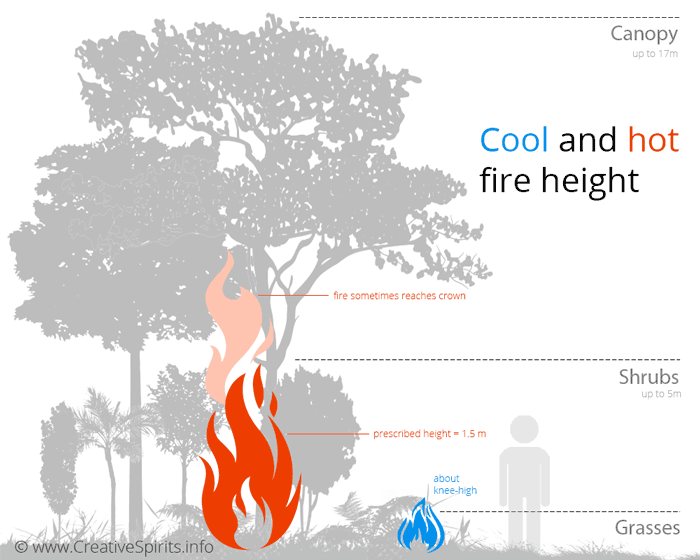 While a cool burn is usually about knee-high, hot burns are often higher than their prescribed height of 1.5 metres and can reach the tree crown.
