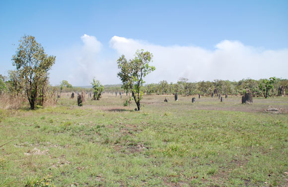 Open country with ant mounds in the background.