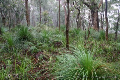 Land: Rainy forest in the Royal National Park, NSW