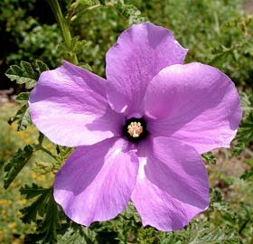 A hibiscus flower.