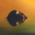 Mo'Ju (Mojo Juju) - Oro, Plata, Mata