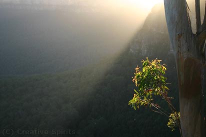 Rays of light cast on the valley which is in shadows. A eucalyptus tree with a solitary branch reflects the light on the right hand side.