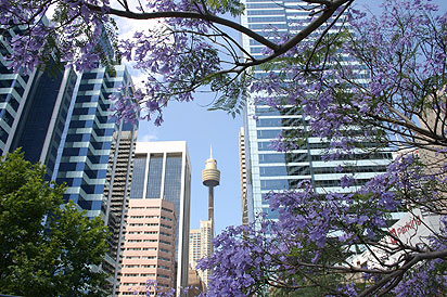 The stick-like Sydney Tower (centre) is a less known icon of the inner city, pictured with flowering Jacaranda trees.