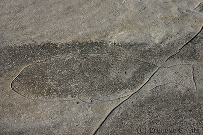 MacKenzies Point Aboriginal Site. Is this a catch of the whale or a young whale?