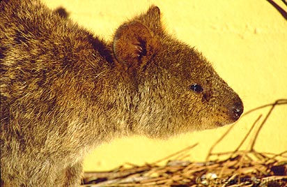 Wajemup. Too cute to give a miss: Quokkas, native to the island.