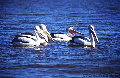 Pelicans in the Murchison River. They just laugh at the tourists…
