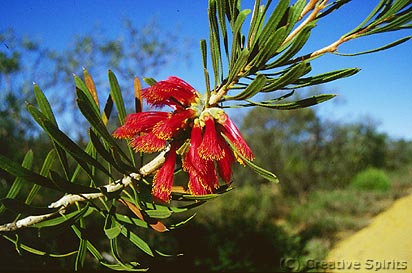 Kalbarri National Park. There's always something flowering even if it's not the wildflower season.