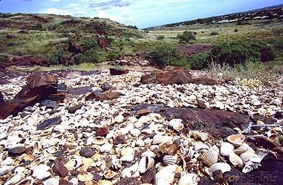 Karratha. Aboriginal shell midden. These shells and bones are thousands of years old.
