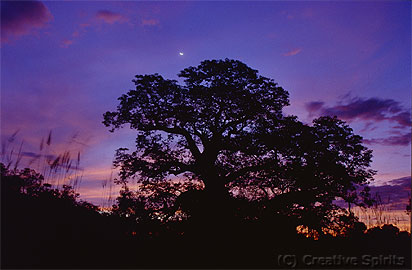 Kununurra. A Boab tree forms a striking silhouette against the backdrop of the early morning sky.